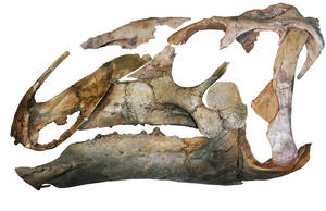 A lateral view of the assembled skull of Eotrachodon orientalis. (Image credit: Albert Prieto-Marquez et al.)