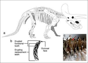 IMAGE: (A) Triceratops skeleton. (B) Transverse view of a dentary (lower jaw) tooth family in this dinosaur whose functional teeth wore to vertical slicing faces. (C) Naturally worn slicing teeth in the lower jaw showing the wear-induced bowing out of the central regions of the occlusal faces of the teeth (arrow) to form fuller-like implements.