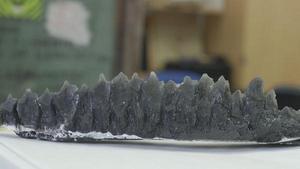 IMAGE: Close-up of model of a Triceratops’ jaw and teeth.